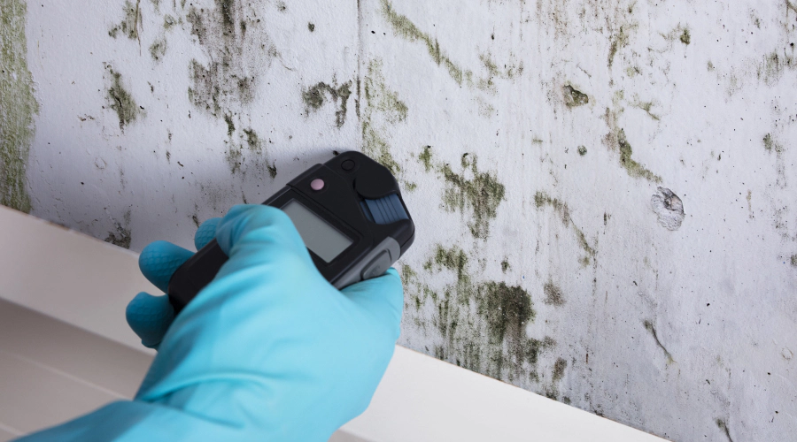 mold testing services queens ny